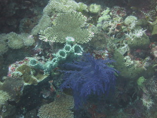 Arrecife de coral en Indonesia