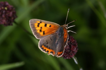 Lycaena phlaeas (LINNAEUS, 1761) Kleiner Feuerfalter FR, Vogesen, Dambach-la-Ville 02.08.2012