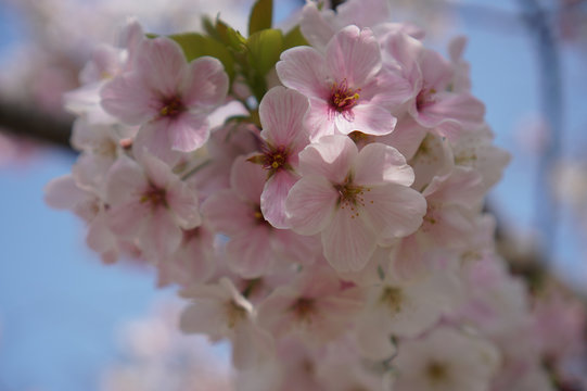 桜