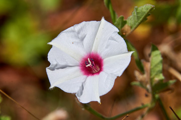 Macro Close Up of Beautiful Texas Bindweed (Convolvulus equitans) Flower.