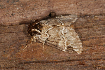 Drymonia obliterata (ESPER, 1785) - Schwarzeck-Zahnspinner DE, Wuppertal-Cronenberg 21.09.2012
