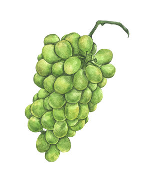 Hand drawn watercolor painting of Fresh green grape fruit on white background.