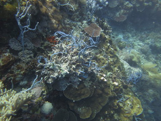 Naklejka na ściany i meble Arrecife de coral en Indonesia