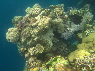 Fototapeta na wymiar Arrecife de coral en Indonesia