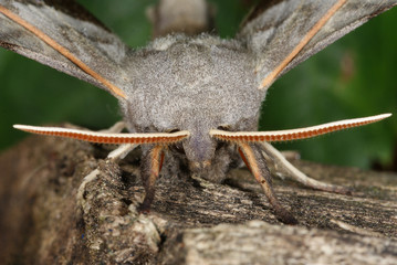 Laothoe populi (LINNAEUS, 1758) Pappelschwärmer DE, Leverkusen-Opladen 08.08.2012
