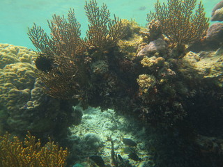 Naklejka na ściany i meble Arrecife de coral en Indonesia