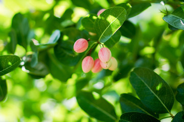 Karanda,Carunda,Christ ‘s thorn fruit on tree background,blur nature background, copy space