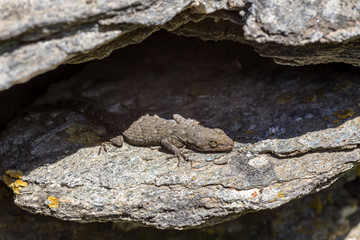 Kotschy's gecko (Mediodactylus kotschyi ) sitting on a stones close-up in a sunny day