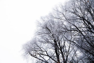 Black crones of trees on a sky background. Russian provincial natural landscape in gloomy weather. Toned