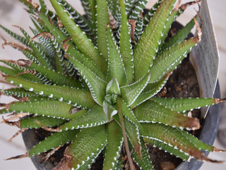 miniature succulent plant (miniature aloe) / 多肉植物 - ミニアロエ(真上から)