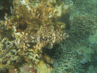 Arrecife de coral en Indonesia
