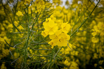 Rapsblüte