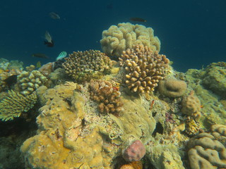 Arrecife de coral en Indonesia