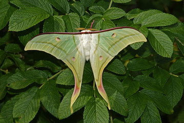 Actias selene Indischer Mondspinner Zuchtstamm 24.08.2012
