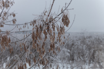 Frost on a branches. Russian provincial natural landscape in gloomy weather. Selective focus. Shallow depth of field
