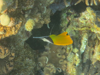 Fototapeta na wymiar Arrecife de coral en Indonesia