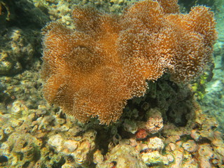 Arrecife de coral en Indonesia