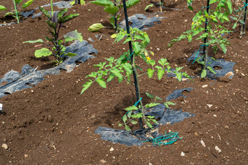 家庭菜園　トマト