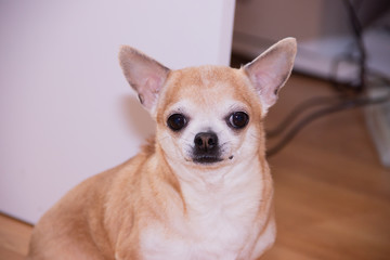 Light dog chihuahua on linoleum. Chihuahua sits on the floor. A pet. A little dog.
