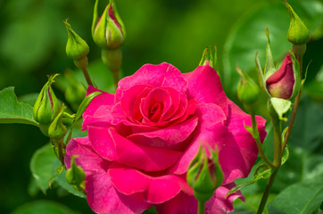 ピンクのバラ