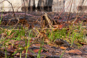 Two ordinary frogs sit on the Bank of the river.