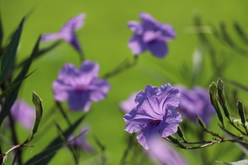 Obraz premium Beautiful purple flowers in garden