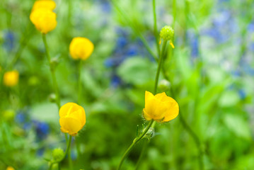 Flowering closeup of wildflowers.