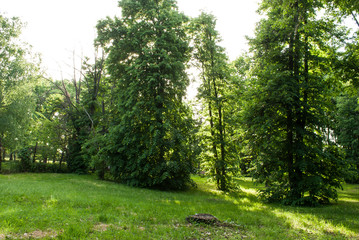 Landscape. Summer day in the park, green trees and meadow