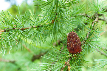 Needles. A cone grows on a branch of pine needles
