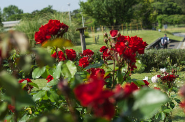 Obraz premium 赤いバラ