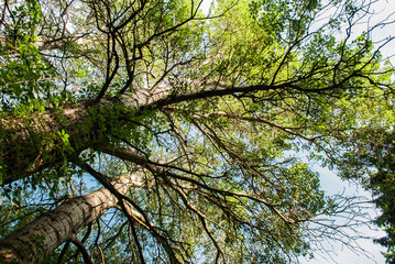 Tree branches and sky bottom view