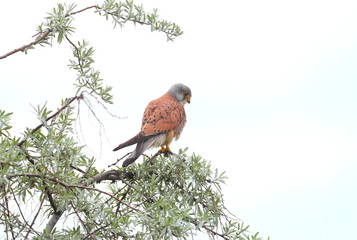 The kestrel sits on a treetop and looks out for prey. Unusual perspective photo.