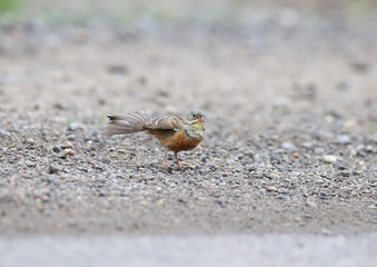 Male and female an ortolan bunting swimming in a puddle on the road and drying feathers. Funny pictures close up
