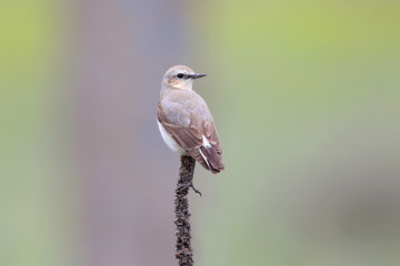 Female northern wheatear (Oenanthe oenanthe) sits on a thin branch of grass against a blurred...