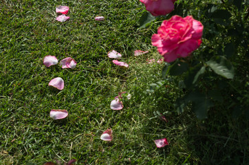 芝生のうえに散るピンクのバラ