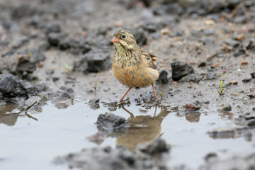 Male and female an ortolan bunting swimming in a puddle on the road and drying feathers. Funny pictures close up