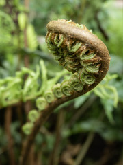 close up of fern leaf