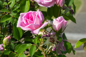 Fototapeta premium ピンクのバラ