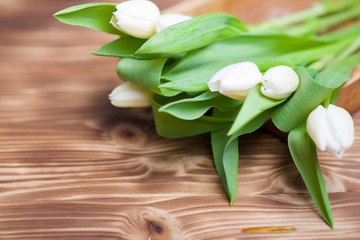 Fototapeta na wymiar weiße tulpen 