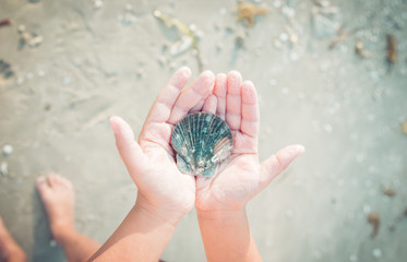 seashell lying on children's hands