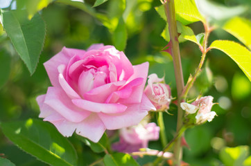 ピンクのバラ