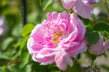 Obraz premium ピンクのバラ