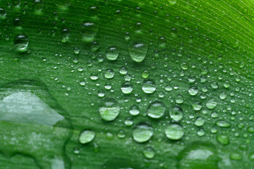 Dew drops on green leaves.Selective focus