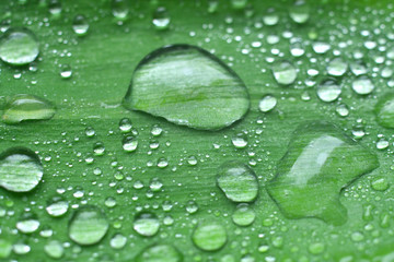 Dew drops on green leaves.Selective focus