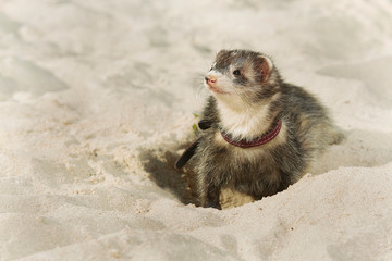 Ferret portrait in beach sand