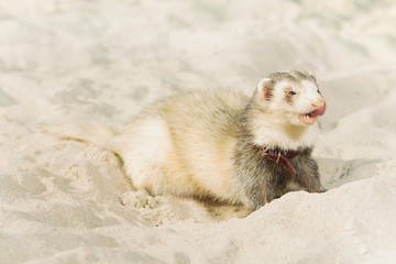 Ferret portrait in beach sand