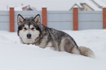 Dog breed Alaskan Malamute on a snow