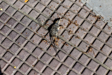 Photo of a dead mouse on a gray ground. Dead rat (Mouse),Sluggish and dead rats pierced with ants eat on the road (Food chain). Dead rat on the asphalt in the neighborhood of people's housing .