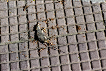 Photo of a dead mouse on a gray ground. Dead rat (Mouse),Sluggish and dead rats pierced with ants eat on the road (Food chain). Dead rat on the asphalt in the neighborhood of people's housing .