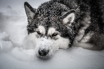 Naklejka premium Dog breed Alaskan Malamute on a snow. Toned